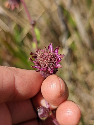 Senecio formosoides, photograph 3