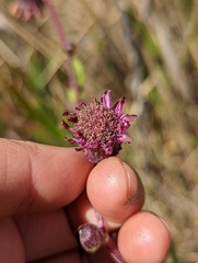 (c) My-Lan Le, some rights reserved (CC BY) Senecio formosoides, photograph (c) My-Lan Le, some rights reserved (CC BY)