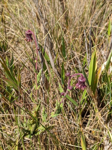 Senecio formosoides, photograph 4