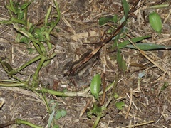 Leptodactylus albilabris