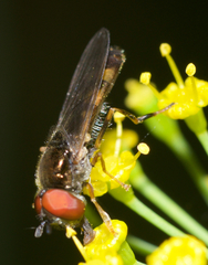 Platycheirus hyperboreus