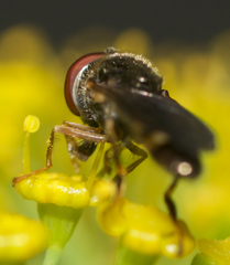 Platycheirus hyperboreus