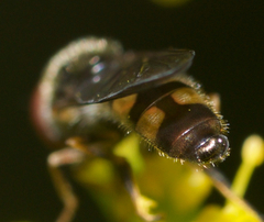 Platycheirus hyperboreus