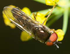 Platycheirus hyperboreus
