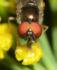 Platycheirus hyperboreus