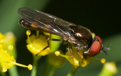 Platycheirus hyperboreus