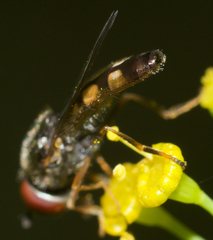 Platycheirus hyperboreus