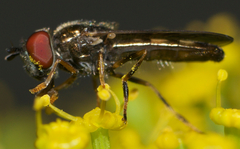 Platycheirus hyperboreus