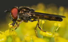 Platycheirus hyperboreus