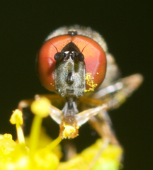 Platycheirus hyperboreus