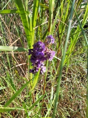 Dianella congesta