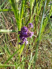 Dianella congesta