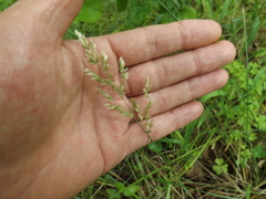 Poa arachnifera