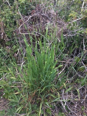 Phalaris californica