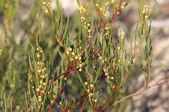 Acacia cupularis