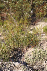 Acacia cupularis