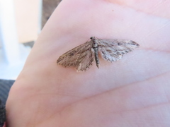 Eupithecia acutipennis