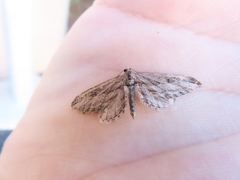 Eupithecia acutipennis