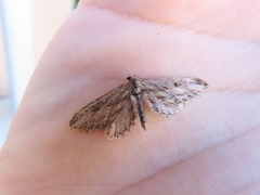 Eupithecia acutipennis