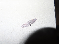 Eupithecia nevadata