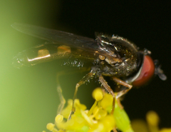 Platycheirus hyperboreus