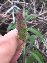 Phalaris californica