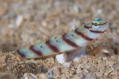 Diagonal Shrimp Goby photo 2