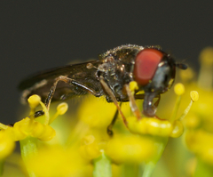 Platycheirus hyperboreus