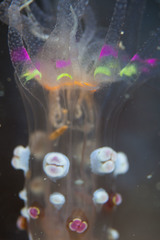 Alicia pretiosa