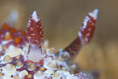Carminodoris estrelyado