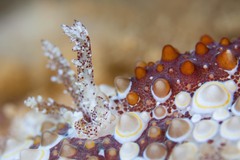 Carminodoris estrelyado