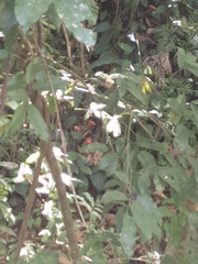 Passiflora vitifolia