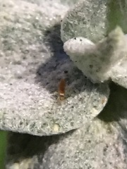 Entomobrya atrocincta