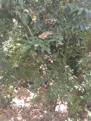 Passiflora vitifolia