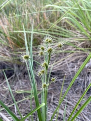 Rhynchospora holoschoenoides