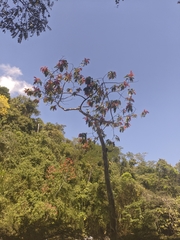 Triplaris americana