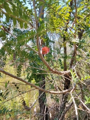 Melaleuca hypericifolia