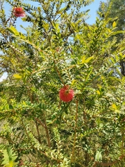 Melaleuca hypericifolia
