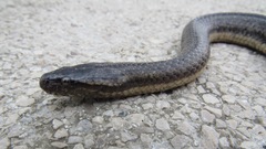 Mocquard's Swamp Snake photo 2