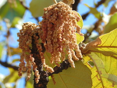 Quercus resinosa
