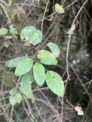 Fuchsia perscandens