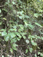 Fuchsia perscandens