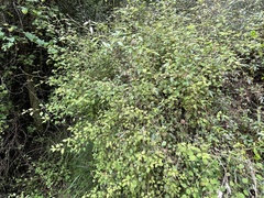 Fuchsia perscandens