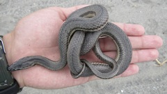 Mocquard's Swamp Snake photo 3