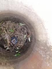 Scolopendra angulata