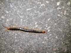 Scolopendra angulata