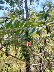 Melaleuca hypericifolia