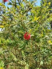 Melaleuca hypericifolia