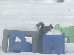 Sciurus carolinensis