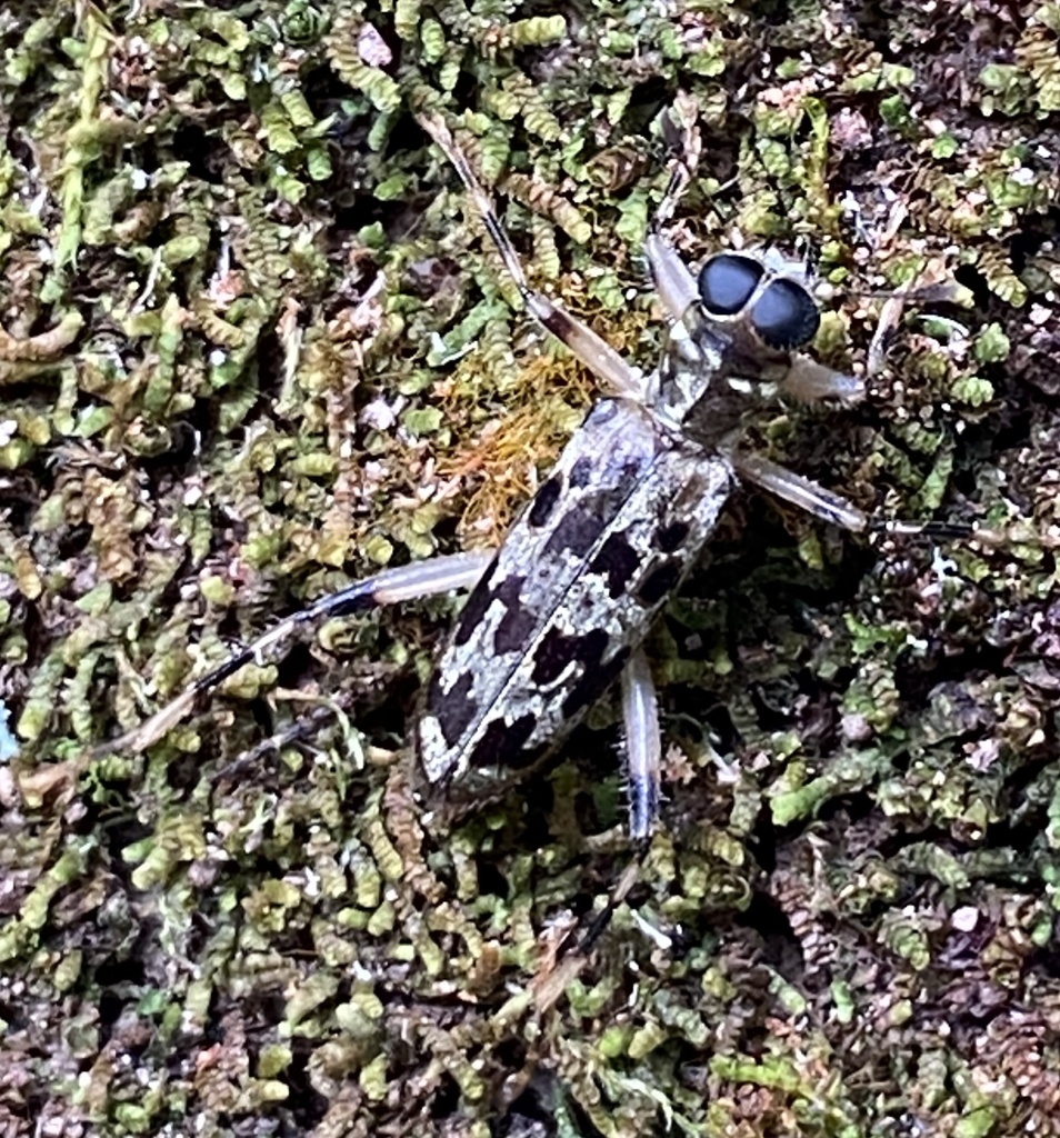 Omadius olivaceus